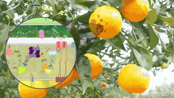Cientistas descobrem que bactÃ©ria vilÃ£ da citricultura pode ser aliada na produÃ§Ã£o de biorrenovÃ¡veis