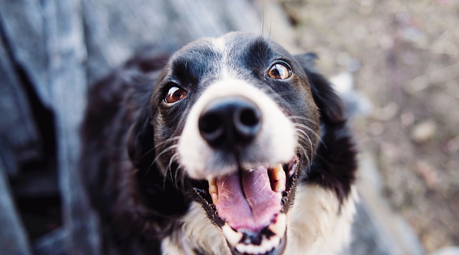 Compra Programada: não deixe faltar nada para seu pet