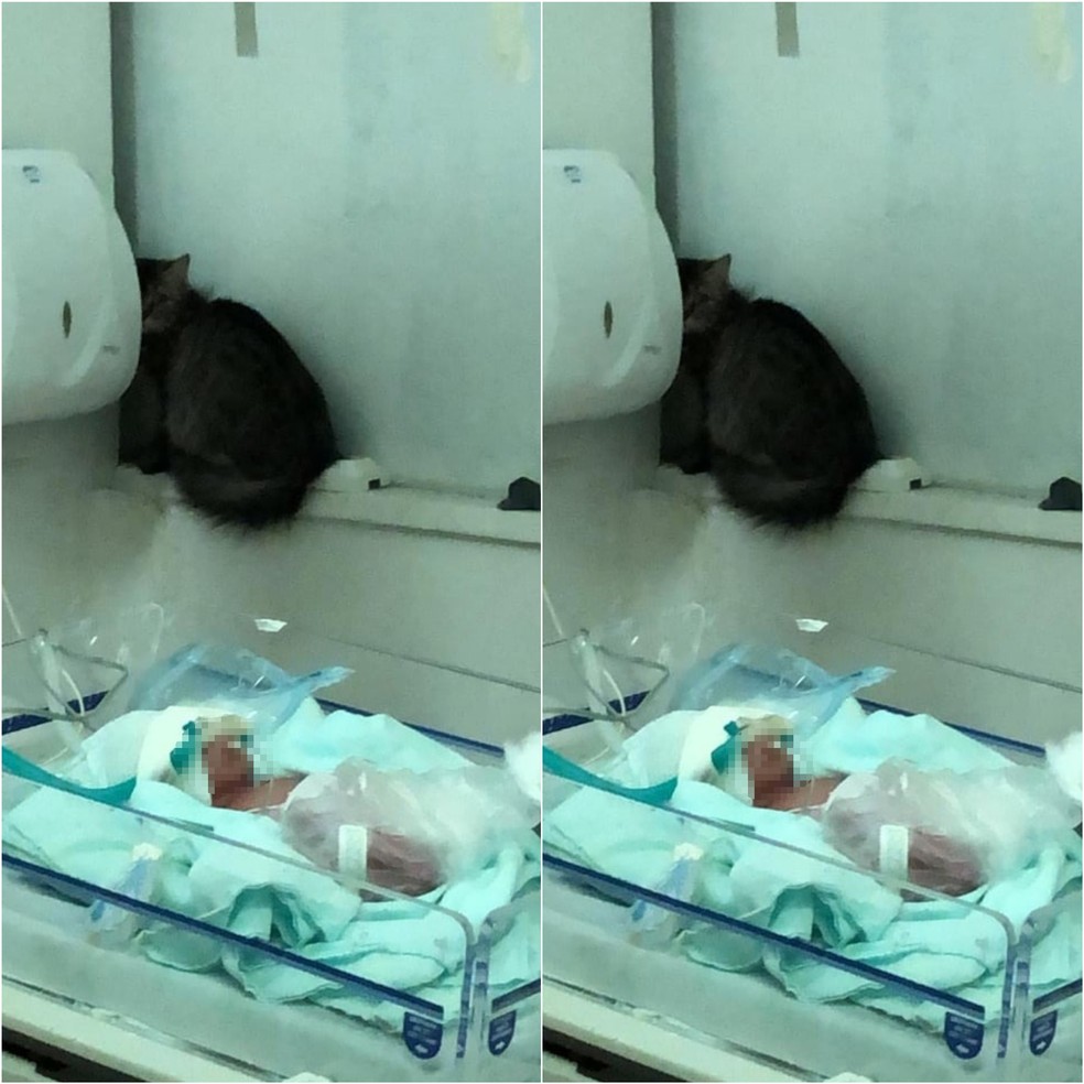 Gato foi flagrado ao lado de prematuro dentro de maternidade no Piauí — Foto: Reprodução/Redes sociais