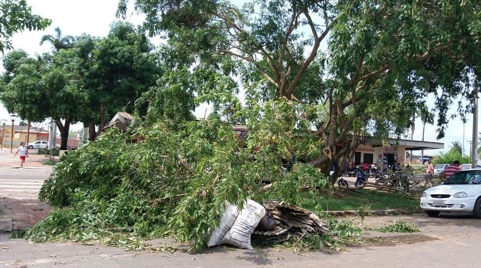 Ainda é possível ver muitas árvores nas ruas de Rio Branco  (Foto: Lidson Almeida/Arquivo pessoal )