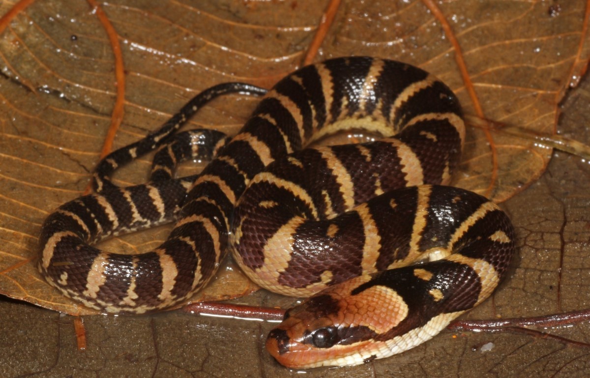 Na foto, a serpente da espécie Homalopsis buccata como ela realmente é, sem musgos sobre a sua pele (Foto: Flickr/ lockie Gilding/ CreativeCommons)