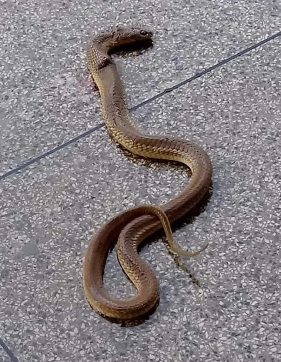 Cobra E Encontrada No Banheiro Feminino Da Rodoviaria De Paty Do Alferes Sul Do Rio E Costa Verde G1