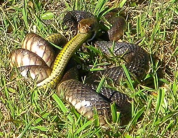 Cobra canibal? Flagra bizarro mostra serpente venenosa devorando