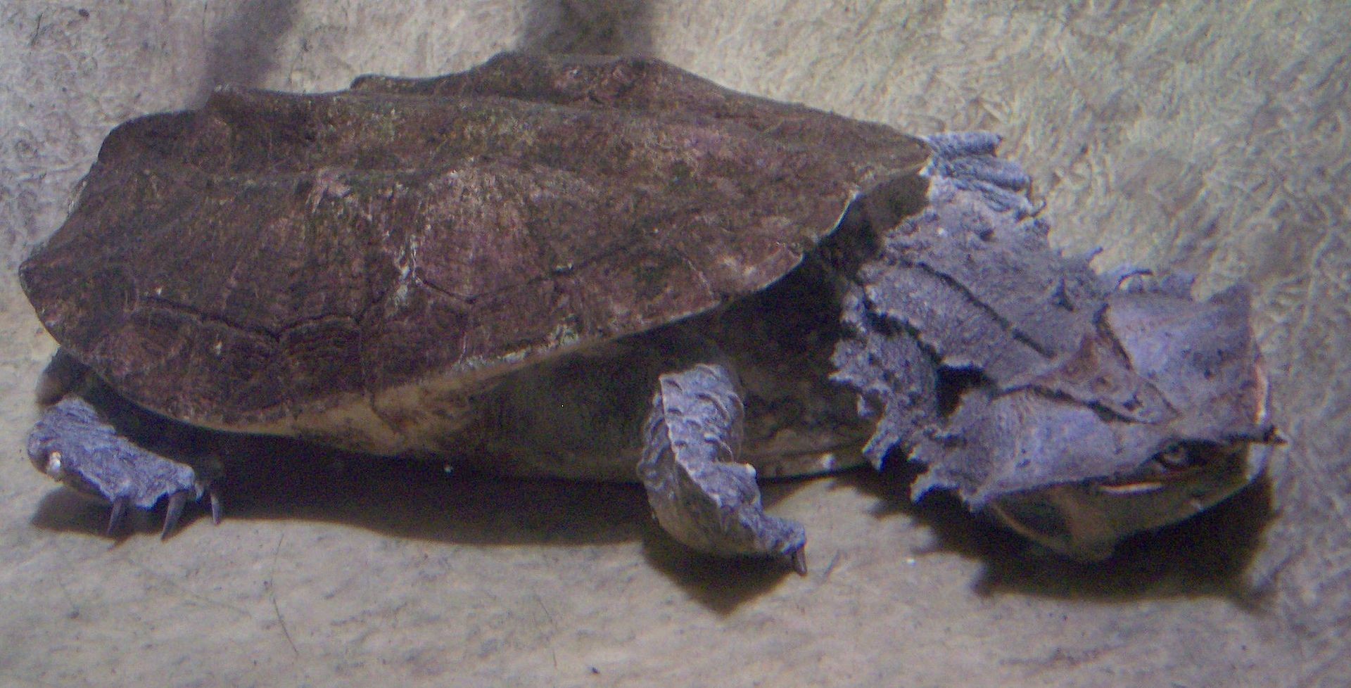 Cientistas descobriram que existem duas espécies diferentes de tartarugas mata-mata (Foto: Wikimedia Commons (domínio público))