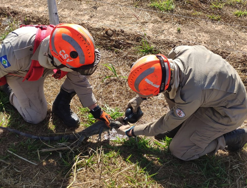 Réptil foi hidratado e solto na natureza — Foto: Corpo de Bombeiros
