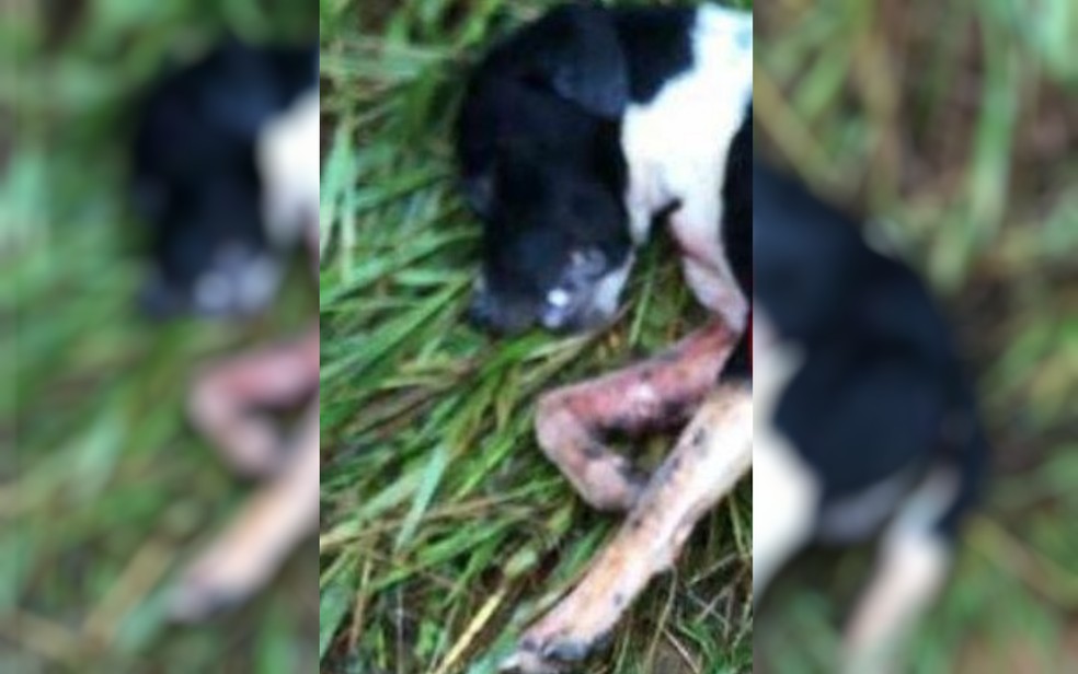 Homem é indiciado por matar cachorro da vizinha a facada após animal entrar na casa dele e comer pedaço de carne, diz polícia