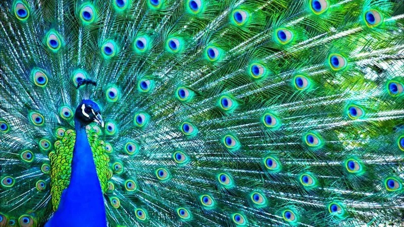 A cauda do pavão-real é frequentemente citada como exemplo de estímulo supranormal que pode ser encontrado na natureza (Foto: Getty Images via BBC News)