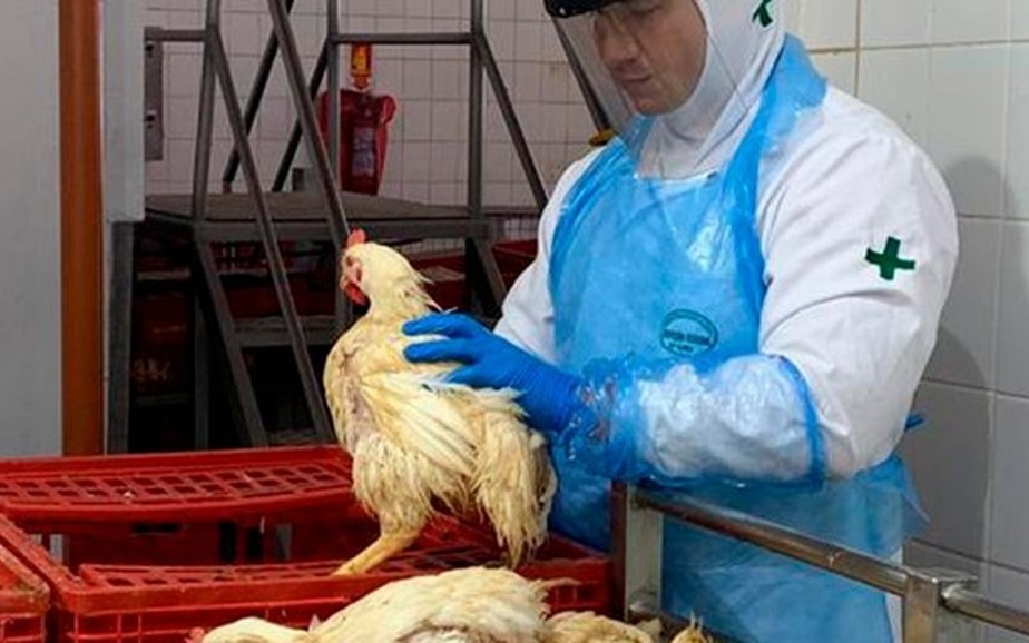 De acordo com o governo e a Associação Brasileira de Proteína Animal (ABPA), a infecção de aves silvestres não compromete a venda de produtos avícolas