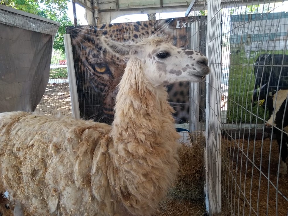 Lhama criada no RN é um dos animais em exposição na Fazendinha da Cientec   (Foto: Lucas Cortez/G1 )