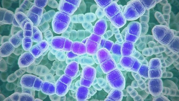 O Que E Bacteremia Que Levou O Ex Presidente Lula A Ser Internado Ciencia E Saude G1