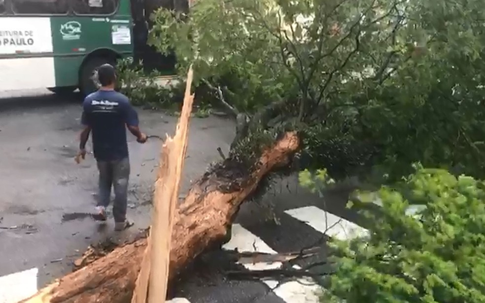 Queda de árvore deixa moradores do Bosque da Saúde, na Zona Sul de SP, sem energia  — Foto: Alexandre/TV Globo