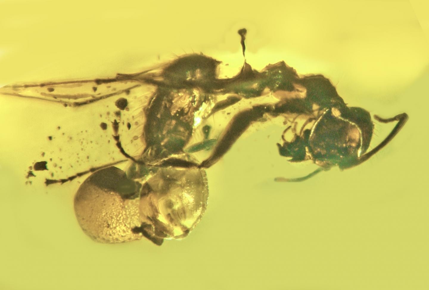 A nova espécie de fungo tem algumas das características do gênero Ophiocordyceps, mas é de um gênero novo, segundo os cientistas (Foto: George Poinar Jr/OSU )
