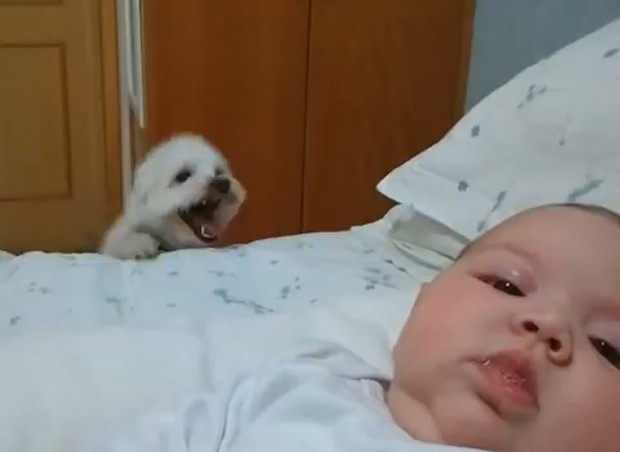 Cachorro; bebê (Foto: Reprodução/YouTube)