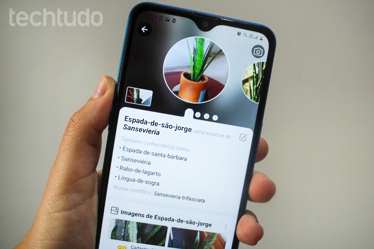 Aplicativo para identificar plantas: como usar o Picture This