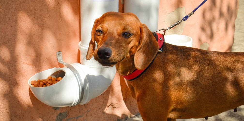 Cachorros são alimentados por meio de doações de moradores da região (Foto: Ricardo Nascimento)