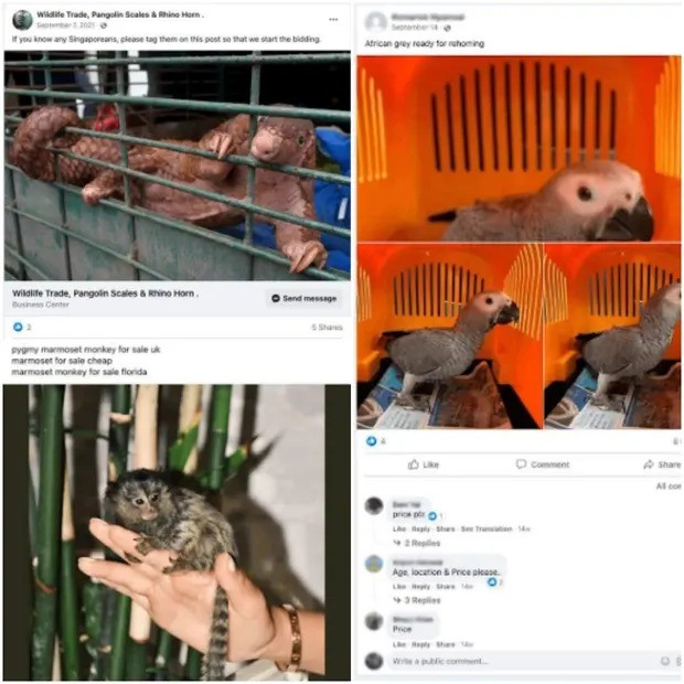 paginas de trafico de animais selvagens no Facebook (Foto: Reprodução/Avaaz)