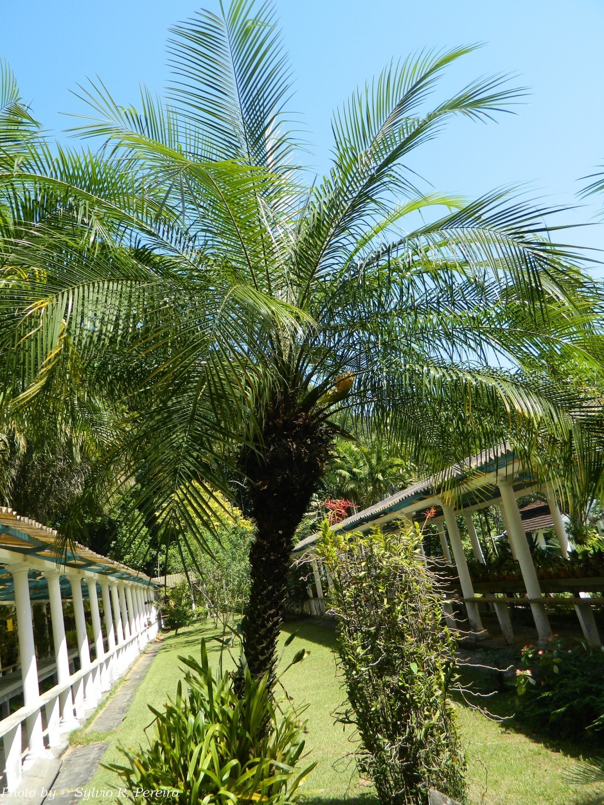 A palmeira phoenix chega até 4 m de altura e é uma boa opção para áreas externas  (Foto: Flickr / Sylvio Rodrigues Pereira / CreativeCommons)