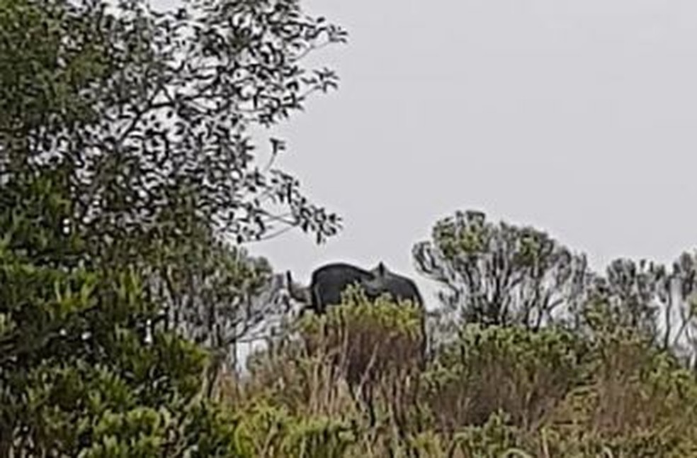 Animal foi fotografado pela turista antes do ataque, em Cambará do Sul  — Foto: Arquivo Pessoal 