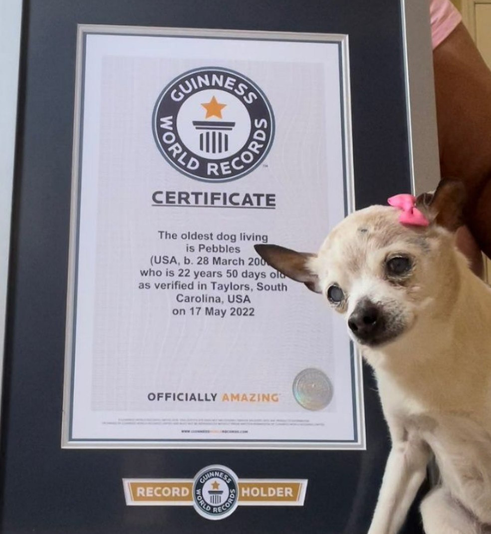Pebbles, cadela registrada no Guinness como a mais velha do mundo, em foto ao lado do certificado do livro dos recordes. Ela morreu aos 22 anos em 3 de outubro de 2022. — Foto: Reprodução/ Redes sociais
