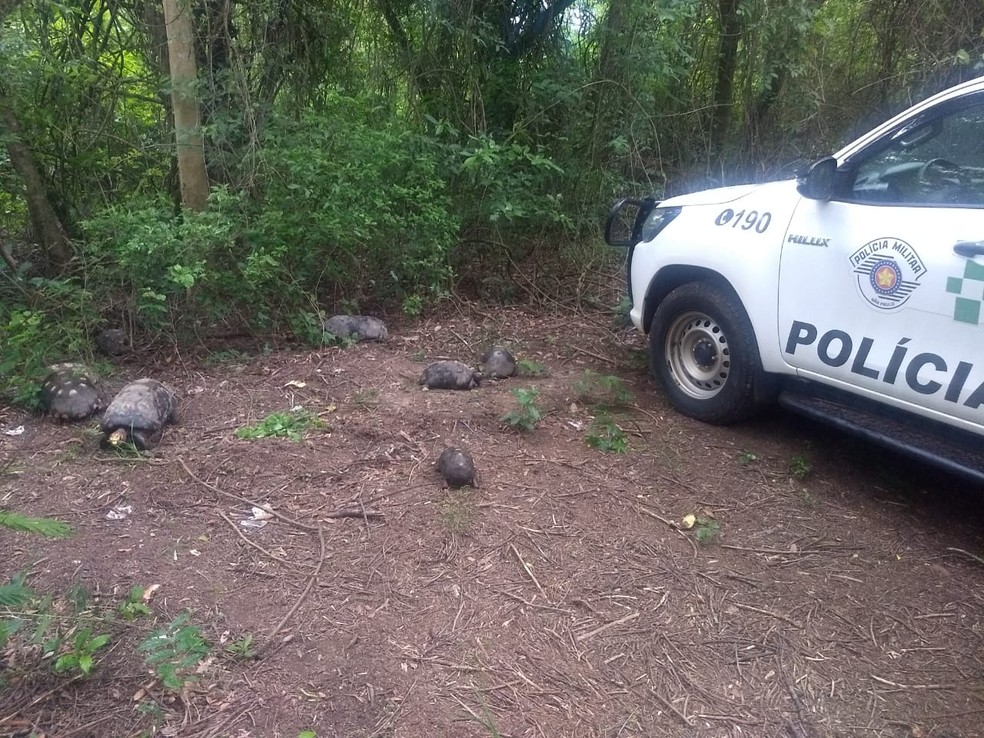 Polícia Ambiental resgata jabutis mantidos em cativeiro — Foto: Polícia Ambiental 