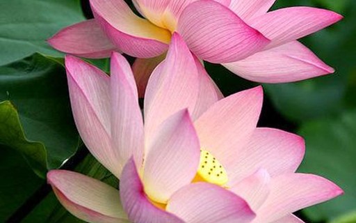 Estranha E Ornamental Conheca A Semente Da Flor De Lotus Casa Vogue Paisagismo
