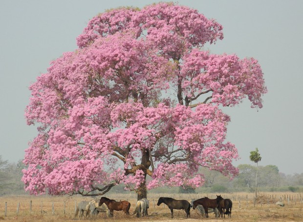 Nas áreas mais secas, a presença de árvores do cerrado, como os ipês (foto) e buritis, é marcante (Foto: Junior Morigi / WikipediaCommons)