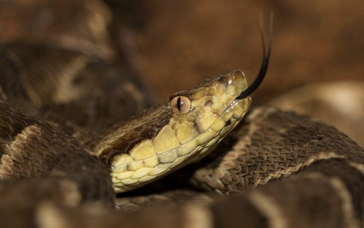 Veneno de serpente tem proteínas com potencial farmacológico