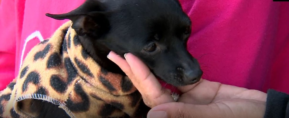 Cachorra pinscher é devolvida - mulher diz que só queria resgatar o animal: 'Foi com boa intenção'
