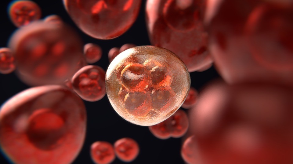 Células do organismo humano (Foto: Pixabay/ColiN00B/Creative Commons)