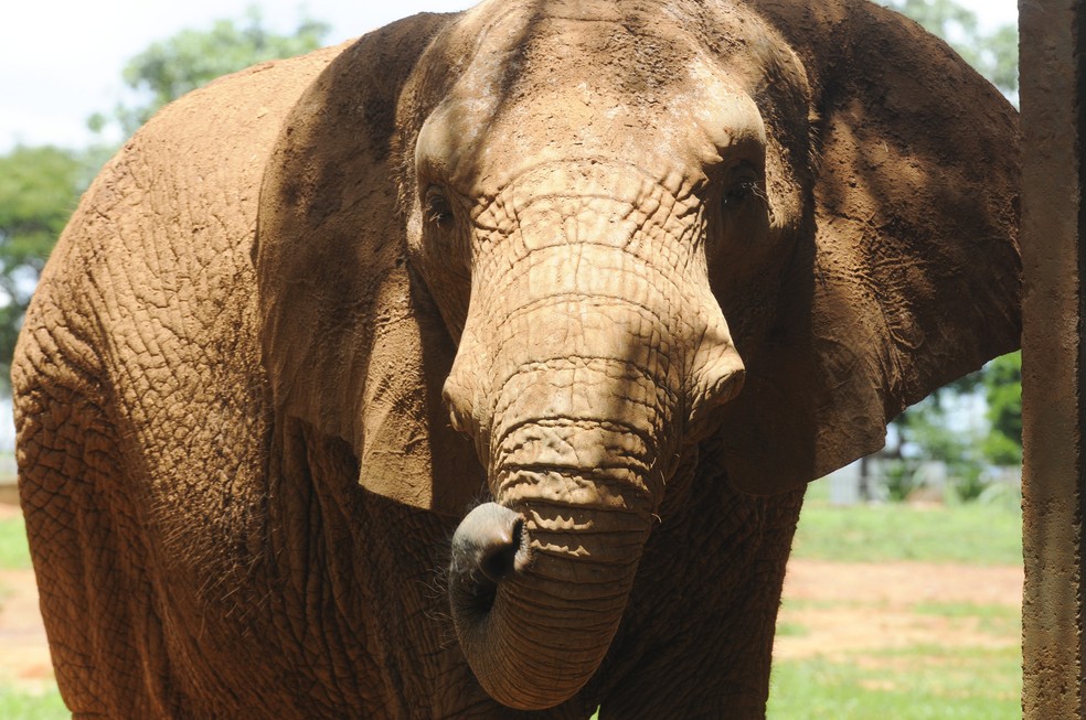 Elefanta Belinha no Zoo de Brasília— Foto: Tony Winston/Agência Brasília
