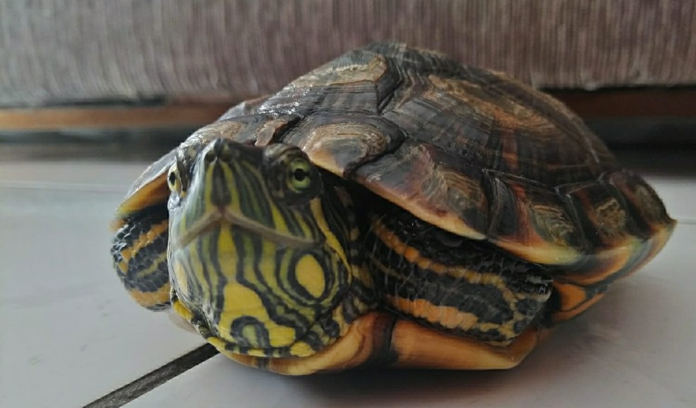 Aquario Tartaruga Tigre D Agua Preço Conheca A Historia E Habitos De Uma Tartaruga Tigre D Agua De