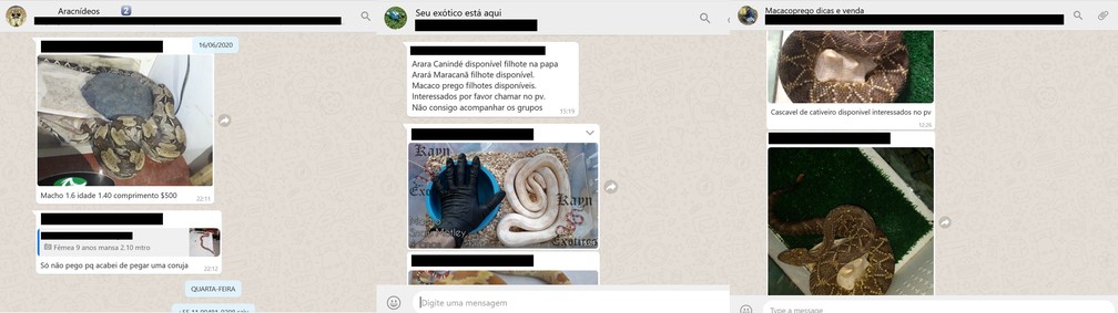 Grupos nas redes sociais são 'vitrines' para a venda ilegal de animais — Foto: Divulgação/Renctas