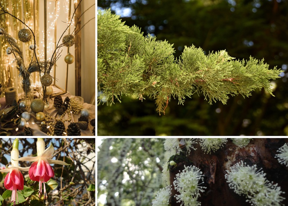 Natal: além do pinheiro, confira outras plantas que podem ser decoradas |  Paisagismo | Casa e Jardim