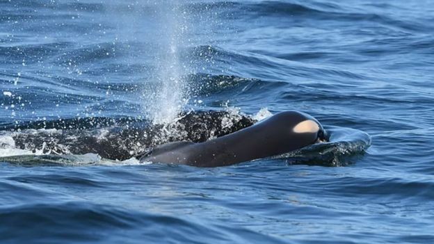 Orcas da comunidade monitorada nos EUA e Canadá estão em risco de extinção (Foto: Dave Ellifrit/Centro de Pesquisa de Baleias via BBC)