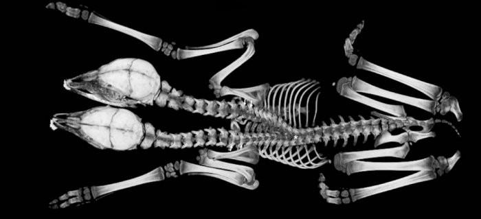 Radiografia dos veados siameses.  (Foto: D'Angelo et al./The American Midland Naturalist)