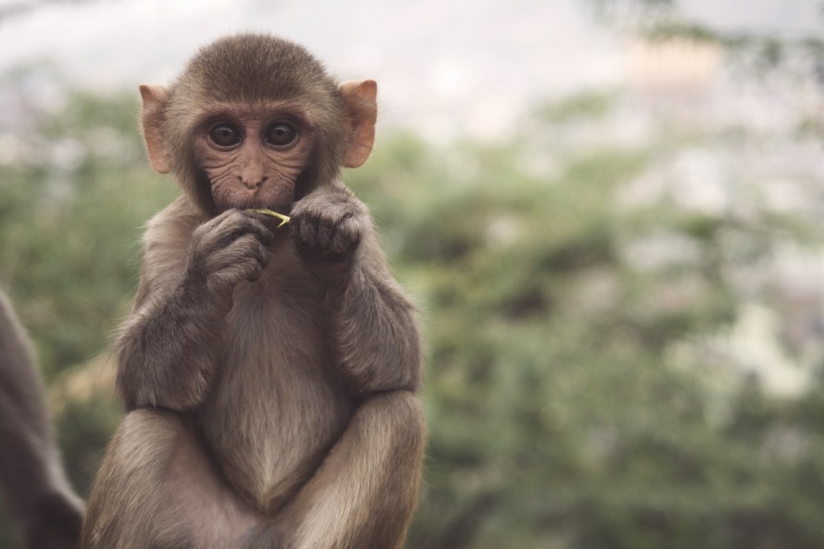 Devido à desinformação, macacos estão sendo agredidos e mortos como tentativa de combate ao Monkeypox (Foto: Unsplash/ Patrick Beznoska/ CreativeCommons)