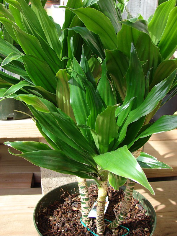 Seu uso é mais frequente em vasos, pela resistência da planta e facilidade de adaptação até a ambientes com ar condicionado (Foto: Flickr/ Forest and Kim Starr/ CreativeCommons)