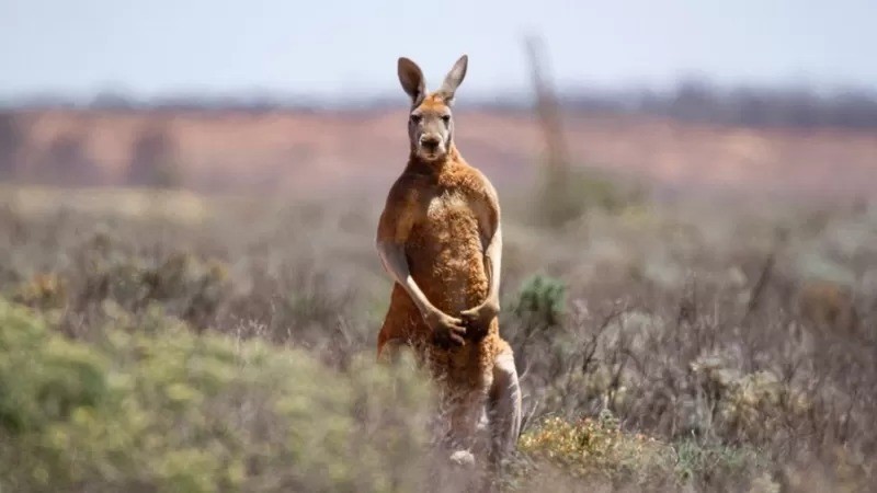 Os ataques de cangurus são raros na Austrália (Foto: GETTY IMAGES via BBC)