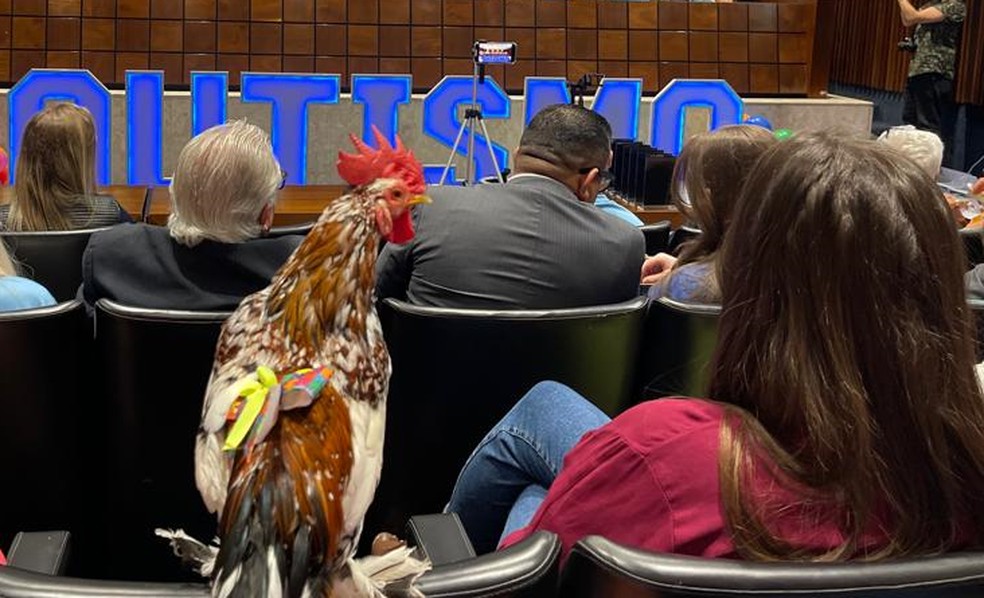 O galo de apoio emocional Paçoca em audiência sobre autismo — Foto: Acervo pessoal