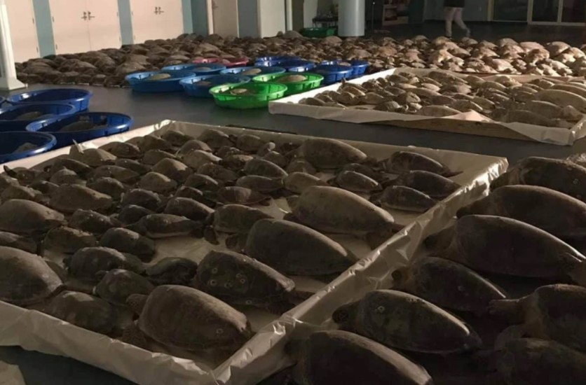 ONG resgata mais de 2 mil tartarugas no Texas para não morrerem congeladas no mar (Foto: reproduçõa/instagram)