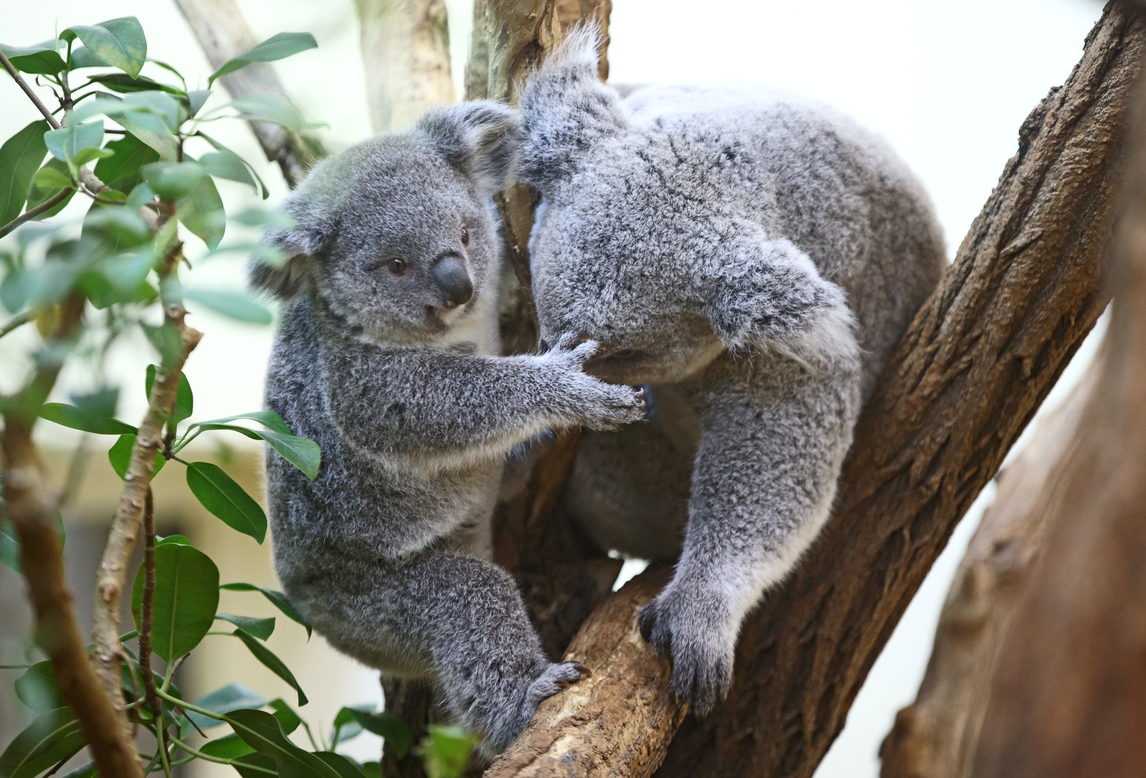 Zoológico de Sydney apresenta 1º filhote de coala nascido em um ano thumbnail