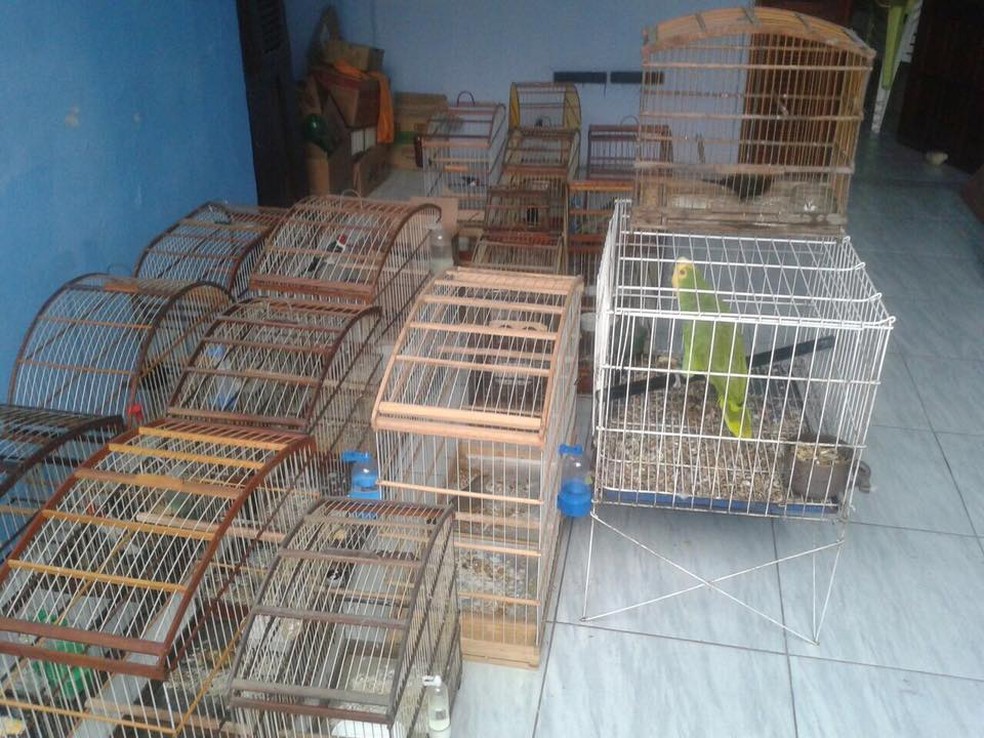Animais foram encontrados dentro de gaiolas e com maus-tratos em Fortaleza (Foto: BPMA/Divulgação)