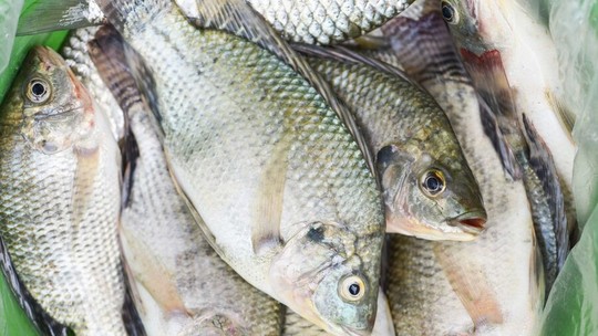 Produção de peixes no Brasil cresce 2% em 2022, puxada pela tilápia