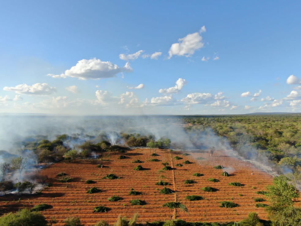 Plantação foi queimada pelos policiais — Foto: SSP-BA