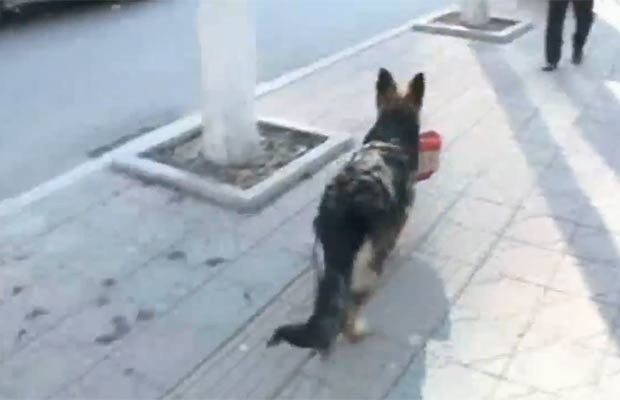 hinês usa seu cão de estimação para fazer compras no mercado. (Foto: Reprodução/YouTube)