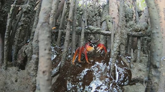 Óleo invade manguezais, berçário de caranguejos e outras espécies