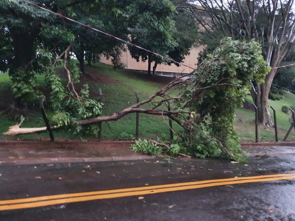 Árvore caiu com a força dos ventos na Rua Tiradentes — Foto: Arquivo pessoal/Caio Vinícius