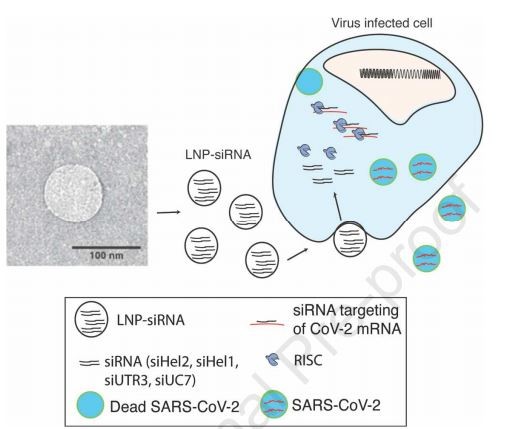 No gráfico acima, siRNAs de nanopartículas lipídicas são gerados para atacar o genoma do novo coronavírus. Quando os LNP-siRNAs são absorvidos por células infectadas pelo vírus, os siRNAs envolvem o complexo RNAi RISC e têm como alvo os RNAs SARS-COV-2 para degradação, resultando em uma perda de partículas infecciosas (Foto: Molecular Therapy)