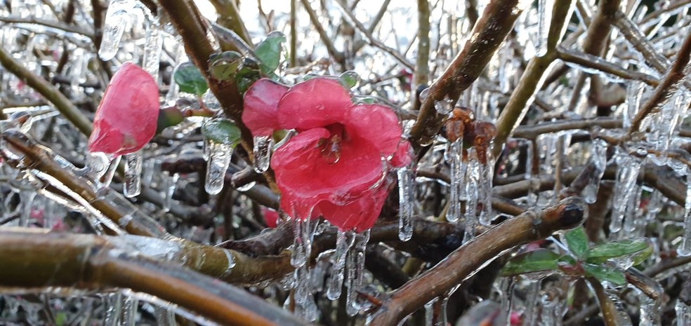 Flores ficaram congeladas em São Joaquim — Foto: Mychel Legnaghi/São Joaquim Online