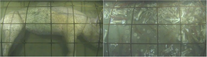 Montagem mostra porco no dia 1 e no dia 5 embaixo do oceano (Foto: Reprodução)
